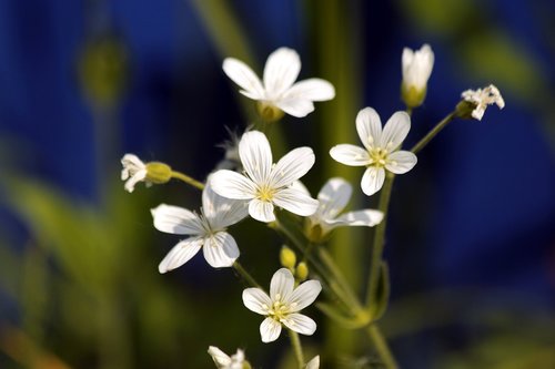 flowers  grass  bloom