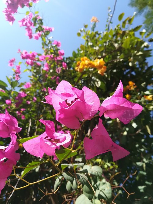 flowers  colorful  morning