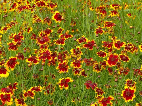 flowers  red flowers  bright