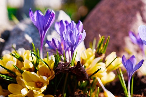 flowers  spring  krokus