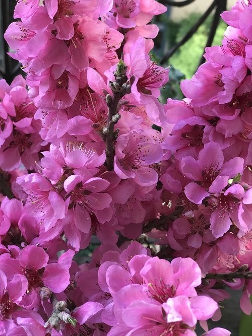 flowers  magenta  pink