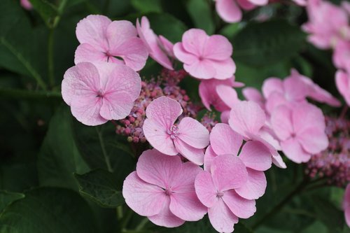 flowers  nature  garden