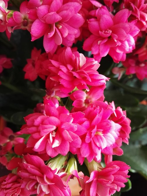 flowers  red  plants