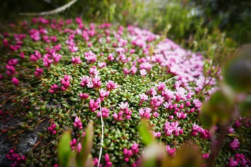 flowers  pink  nature