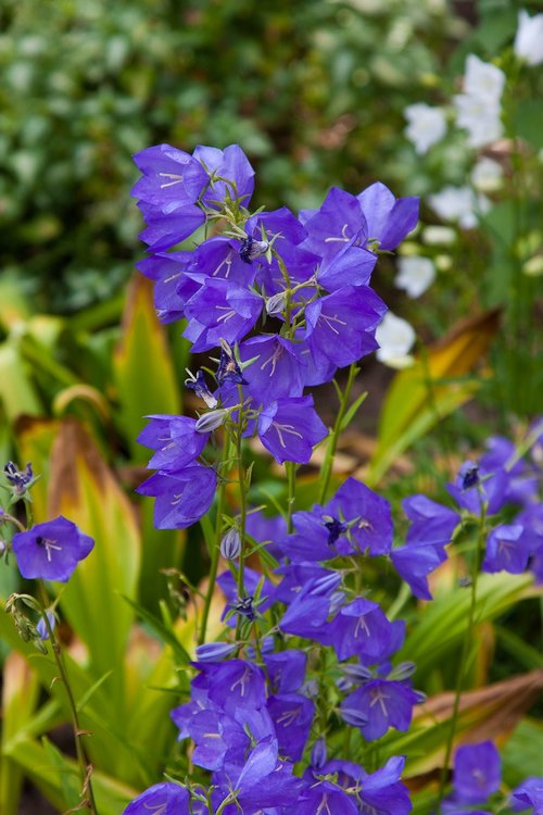 flowers  forest  summer