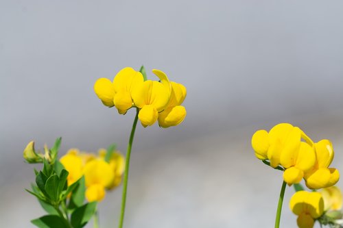 flowers  yellow  yellow flowers