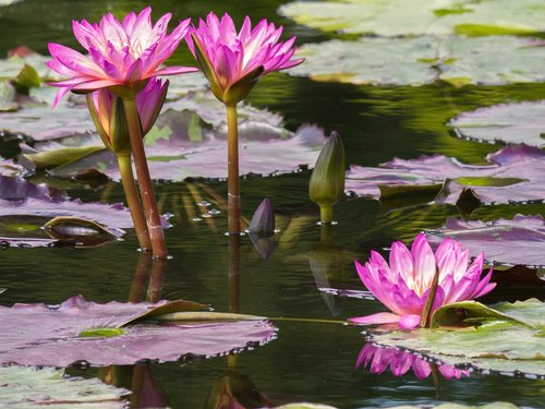 flowers  water lilies  garden pond