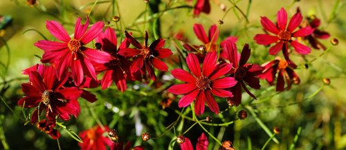 flowers  red  garden