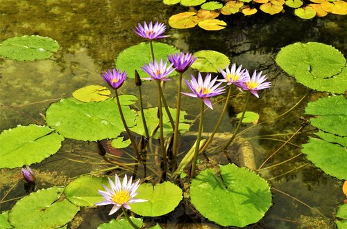 flowers  waterlilies  water flowers