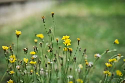 flowers  meadow  yellow flowers