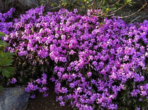 flowers purple purple flowers