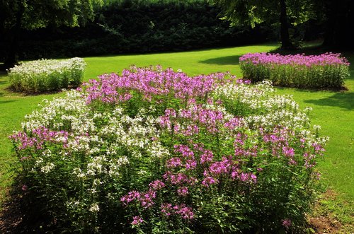 flowers  garden  flower beds