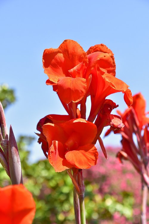 flowers  garden  plant