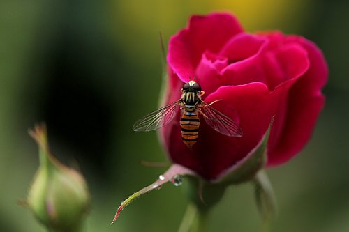 flowers  rose  love