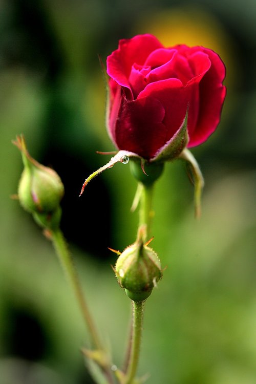 flowers  rose  love