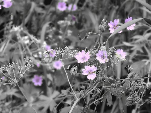 flowers purple lilac