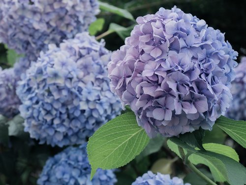 flowers  hydrangeas  blue