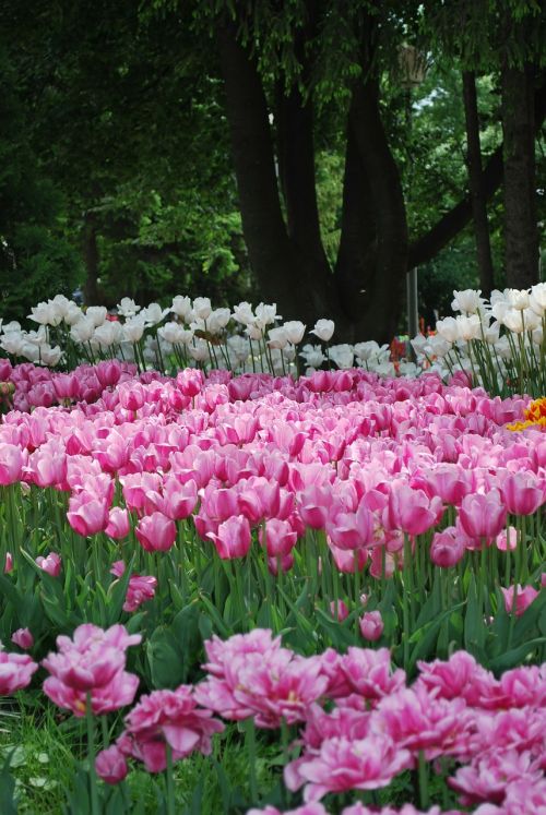 flowers tulips spring