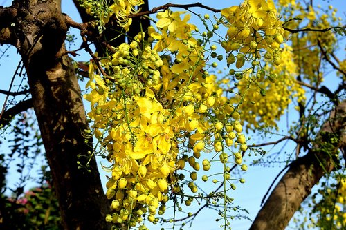 flowers  yellow  nature
