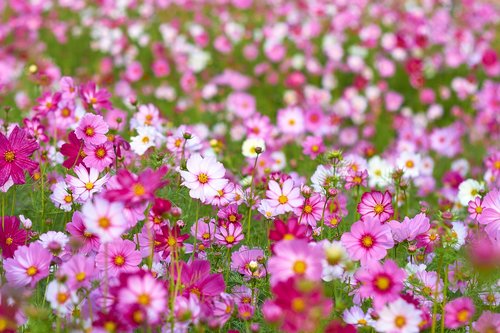 flowers  pink  landscape