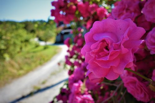 flowers  pink  the nature of the