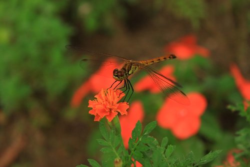 flowers  dragonfly  insects
