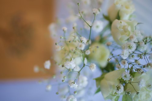 flowers  white  celebration