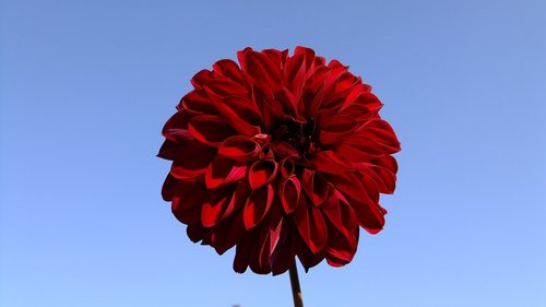 flowers  sky  landscape