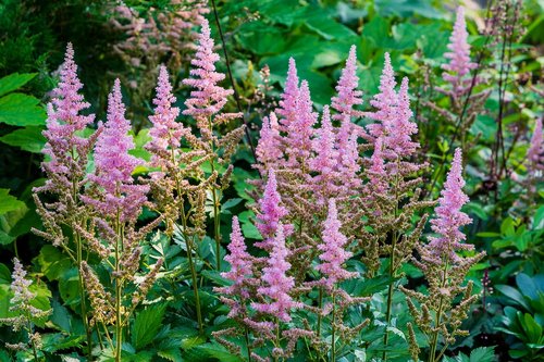 flowers  green  park