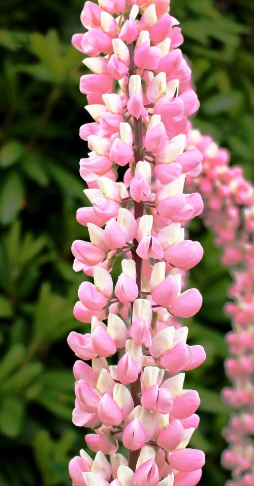 flowers lupins pink