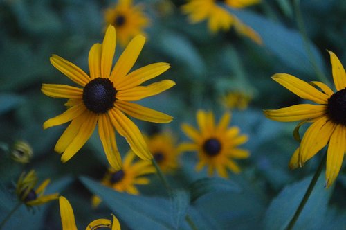 flowers  yellow flowers  nature