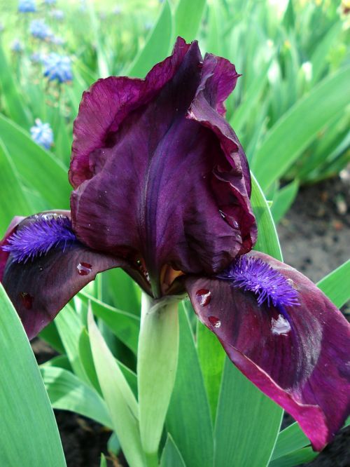 flowers spring flowers irises