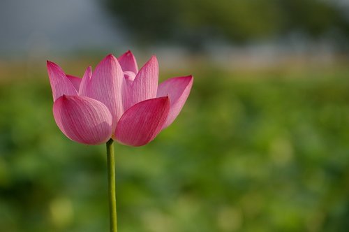 flowers  lotus  nature