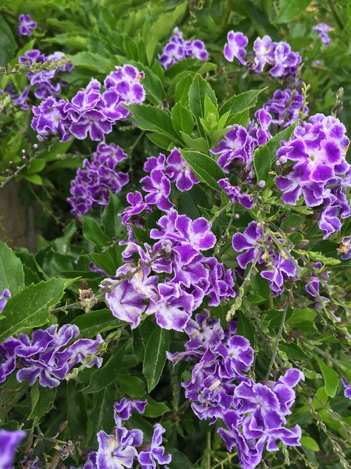 flowers  purple  nature