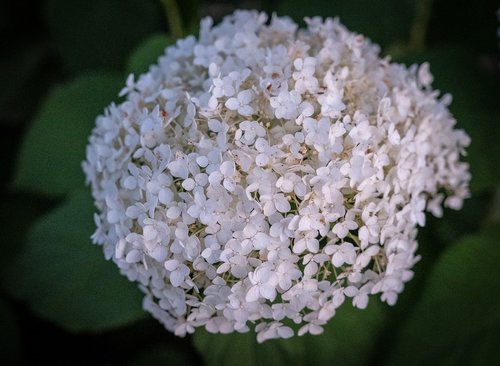 flowers  flora  bloom