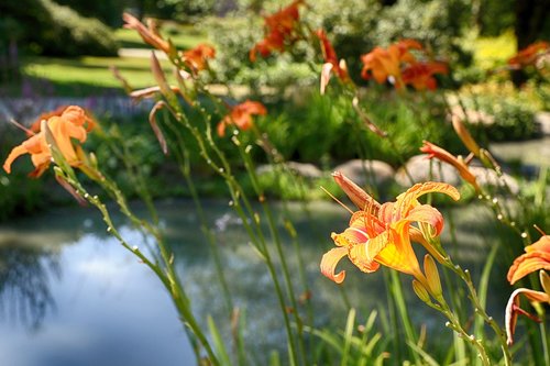 flowers  garden flowers  summer flowers