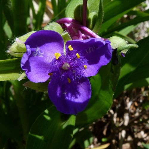 flowers nature macro