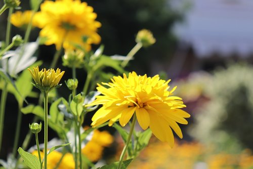 flowers  yellow  summer