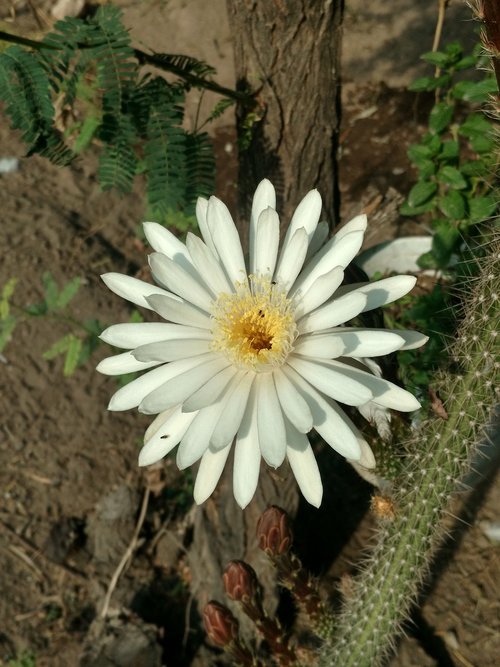 flowers  cactus  nature