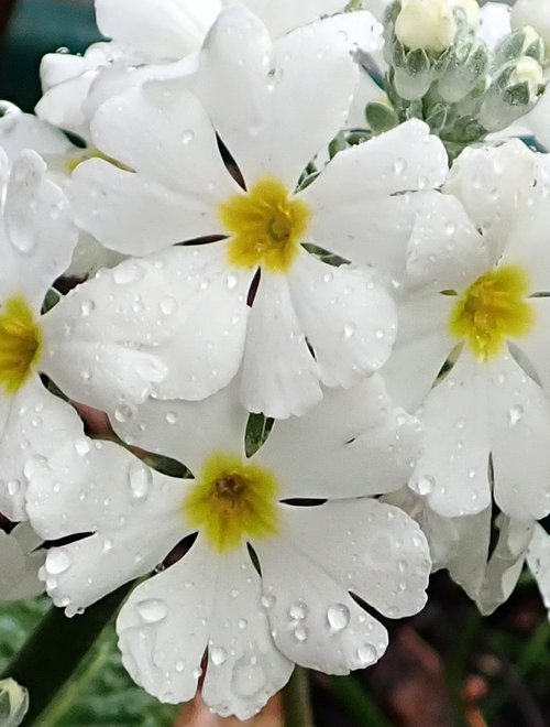 flowers  primula  white