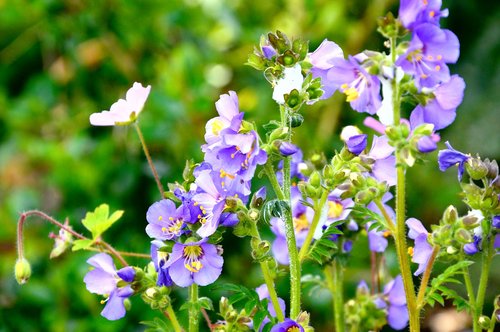 flowers  bloom  wild flowers