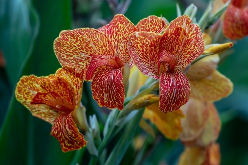 flowers  iris  nature