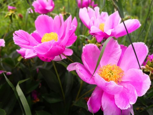 flowers  pink  peony