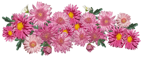 flowers  chrysanthemum  pink