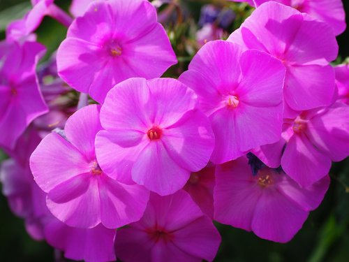 flowers  phlox  pink