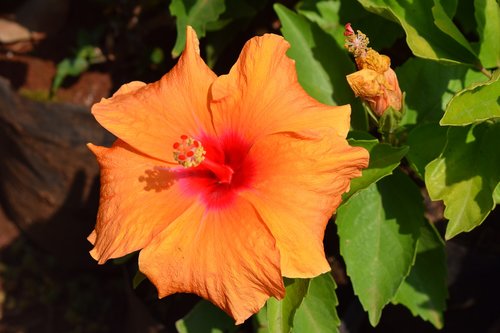 flowers  plants  orange flower