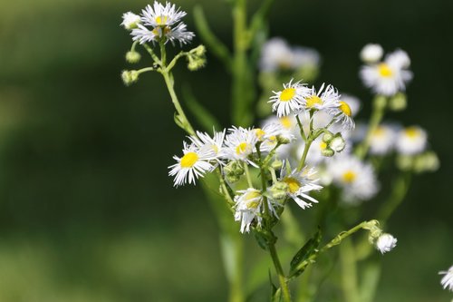 flowers  flower  plant