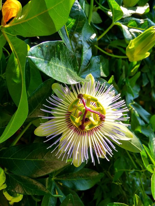 flowers  plants  nature