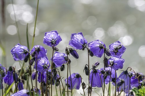 flowers  violet  small bellflower