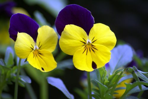 flowers pansy violet